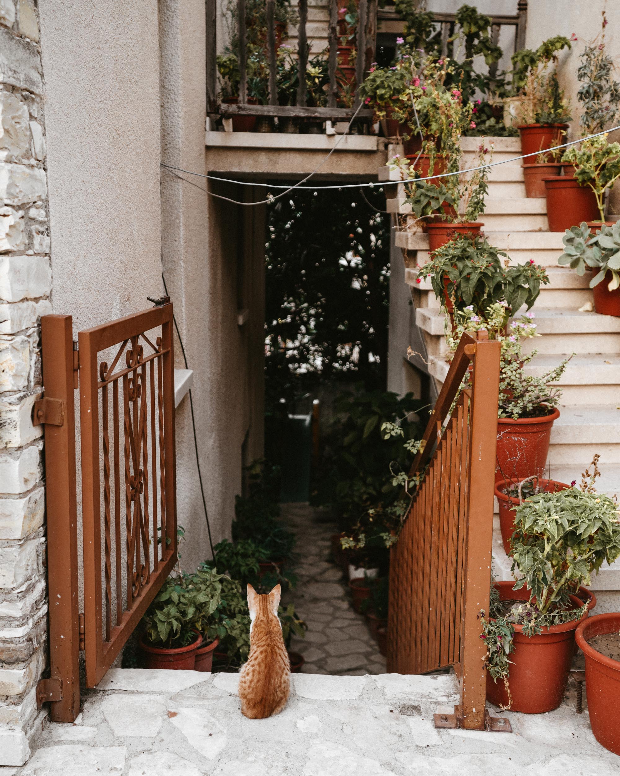 A cat in pano lefkara mountain town in Cyprus via @finduslost