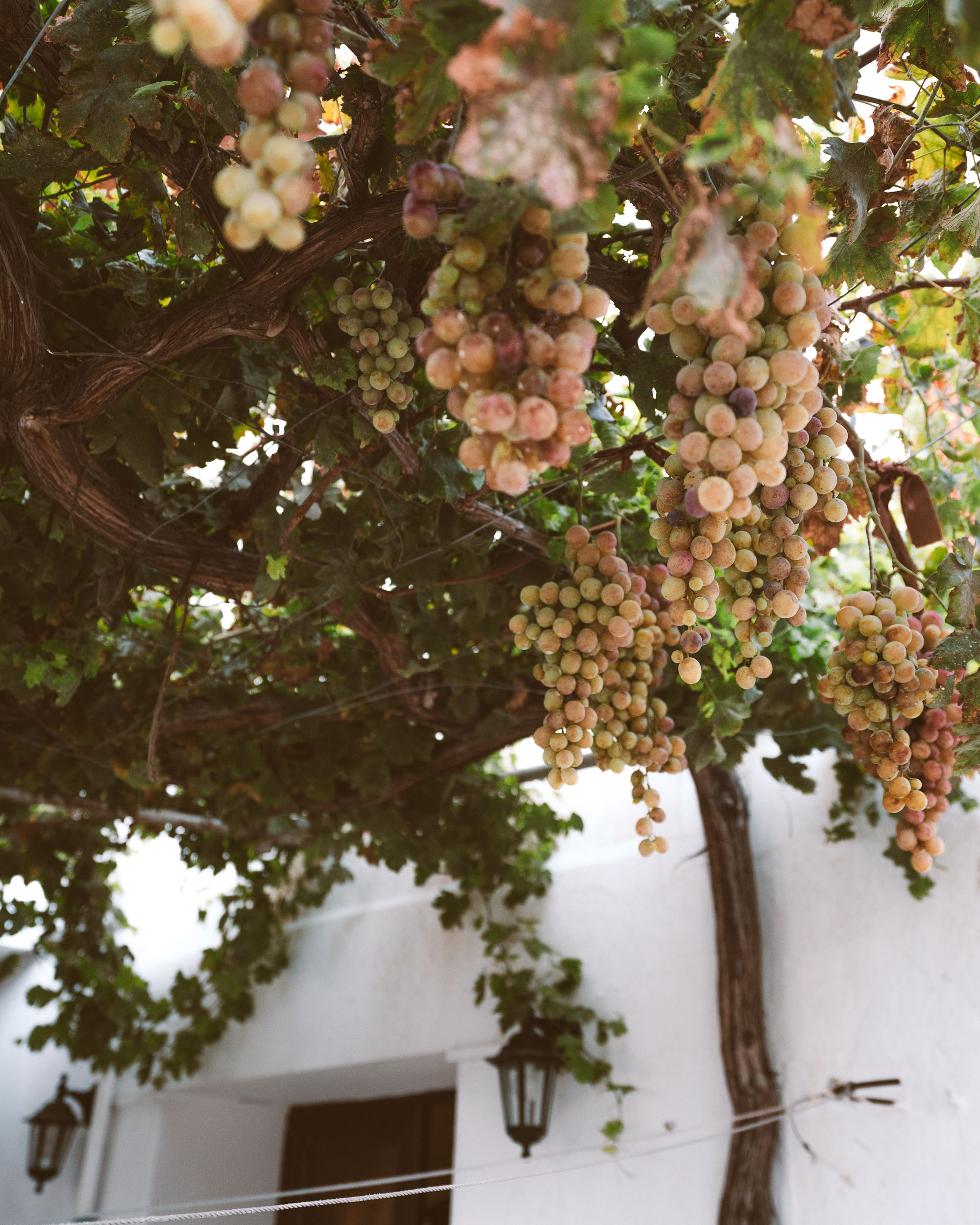 Grapes in Omodos Village Cyprus via @finduslost