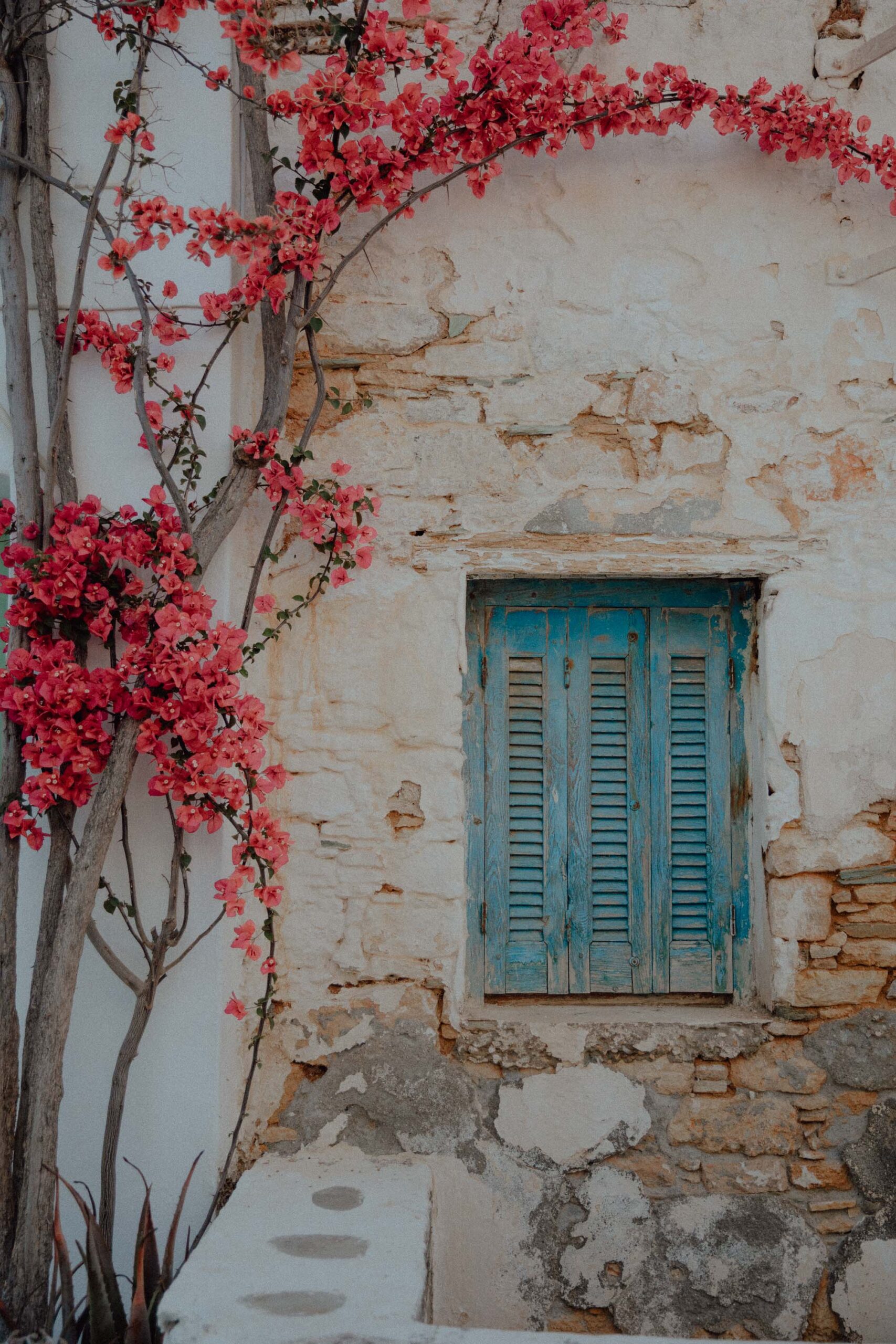 Vibrant pink bougainvillea cascading over stone house with classic blue shuttered window in Folegandros showcasing authentic Cycladic architecture