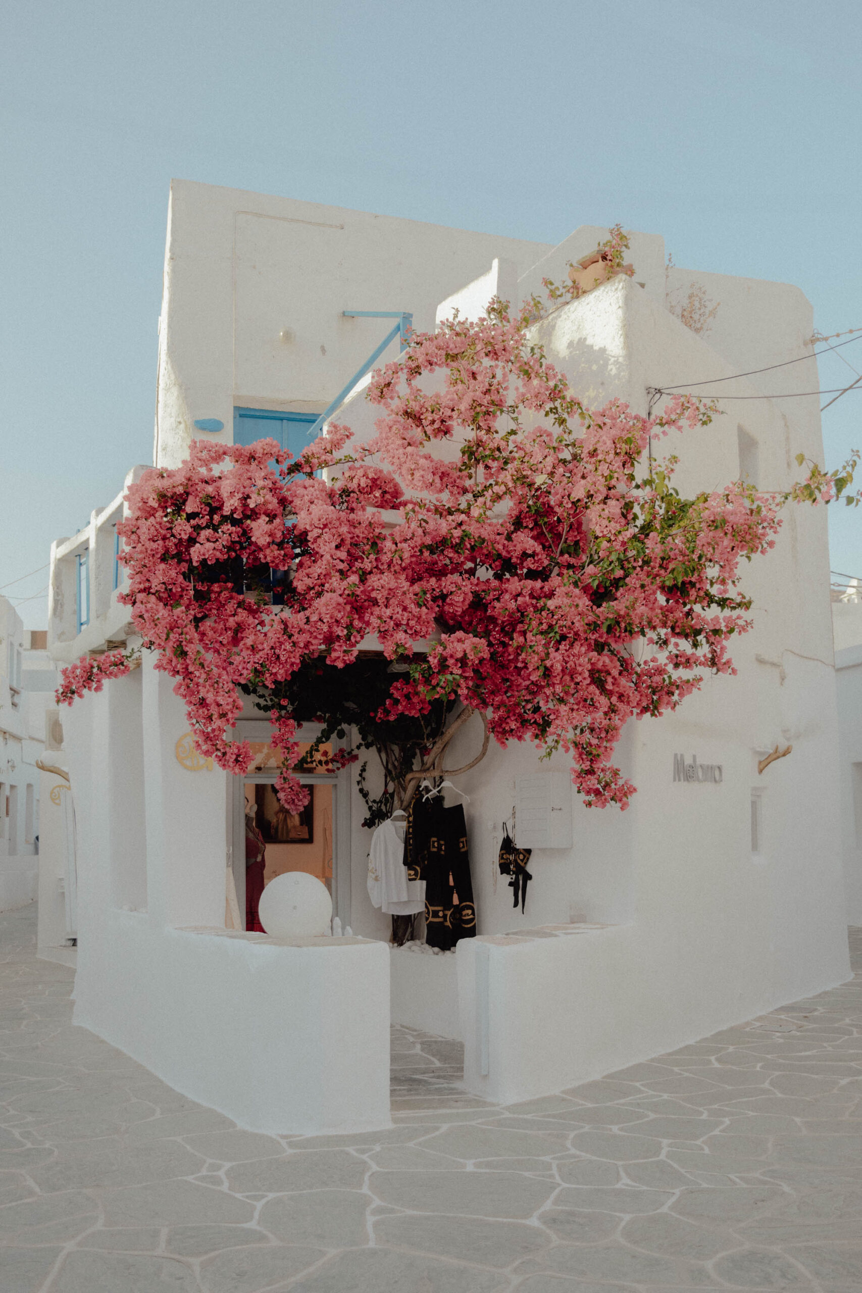 Vibrant pink bougainvillea framing white shop in Chora Folegandros at dusk - classic Cycladic island scene