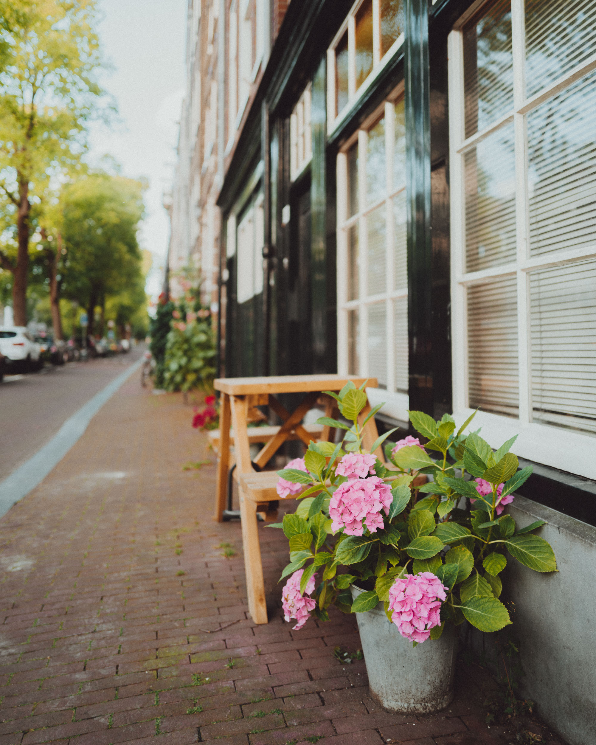 Amsterdam Jordaan in summer with pink flowers on the canals