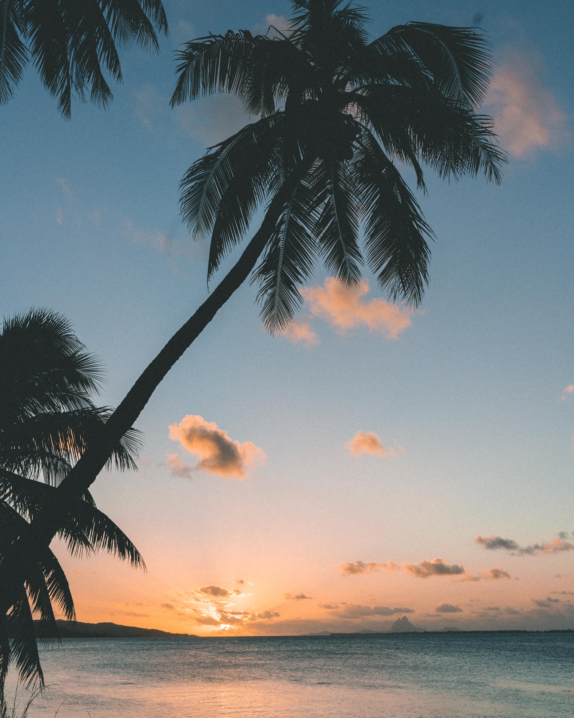 Palm trees at sunset in tahiti french polynesia Find Us Lost
