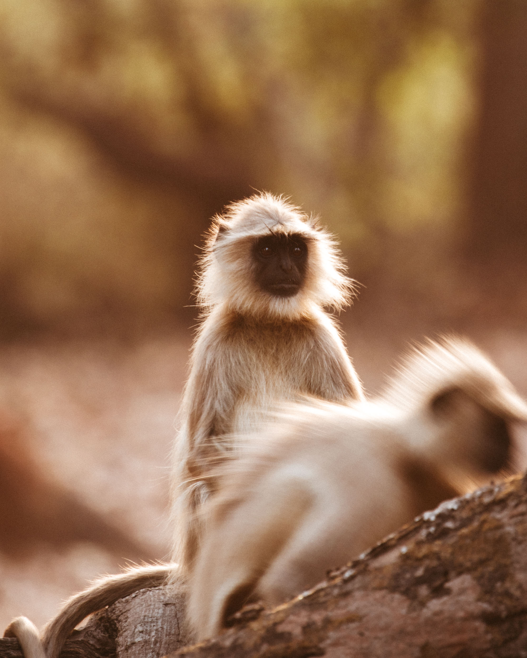 Monkeys on Safari in Ranthambore National Park, India via Find Us Lost