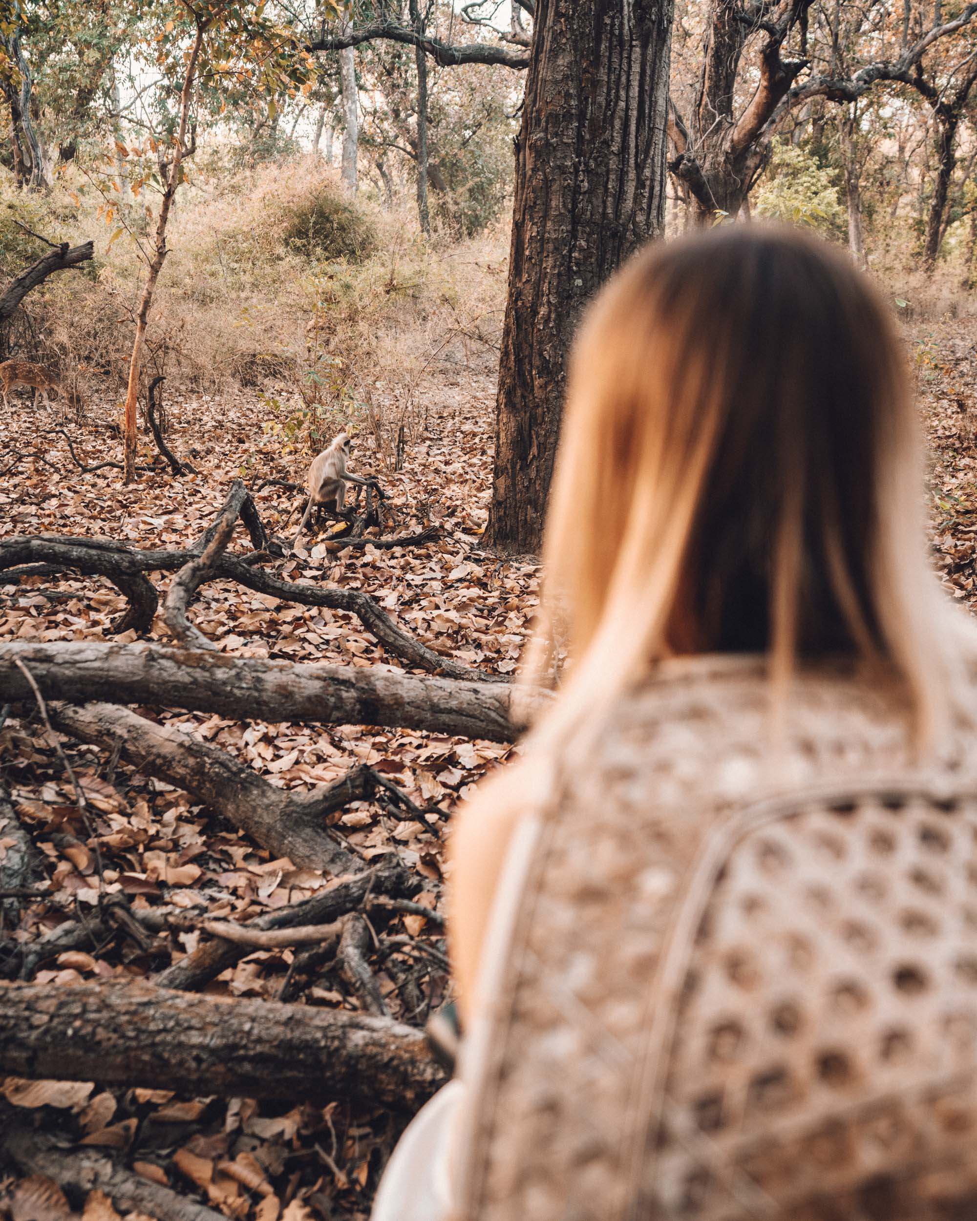 On a Tiger Safari in Ranthambore National Park, India via Find Us Lost
