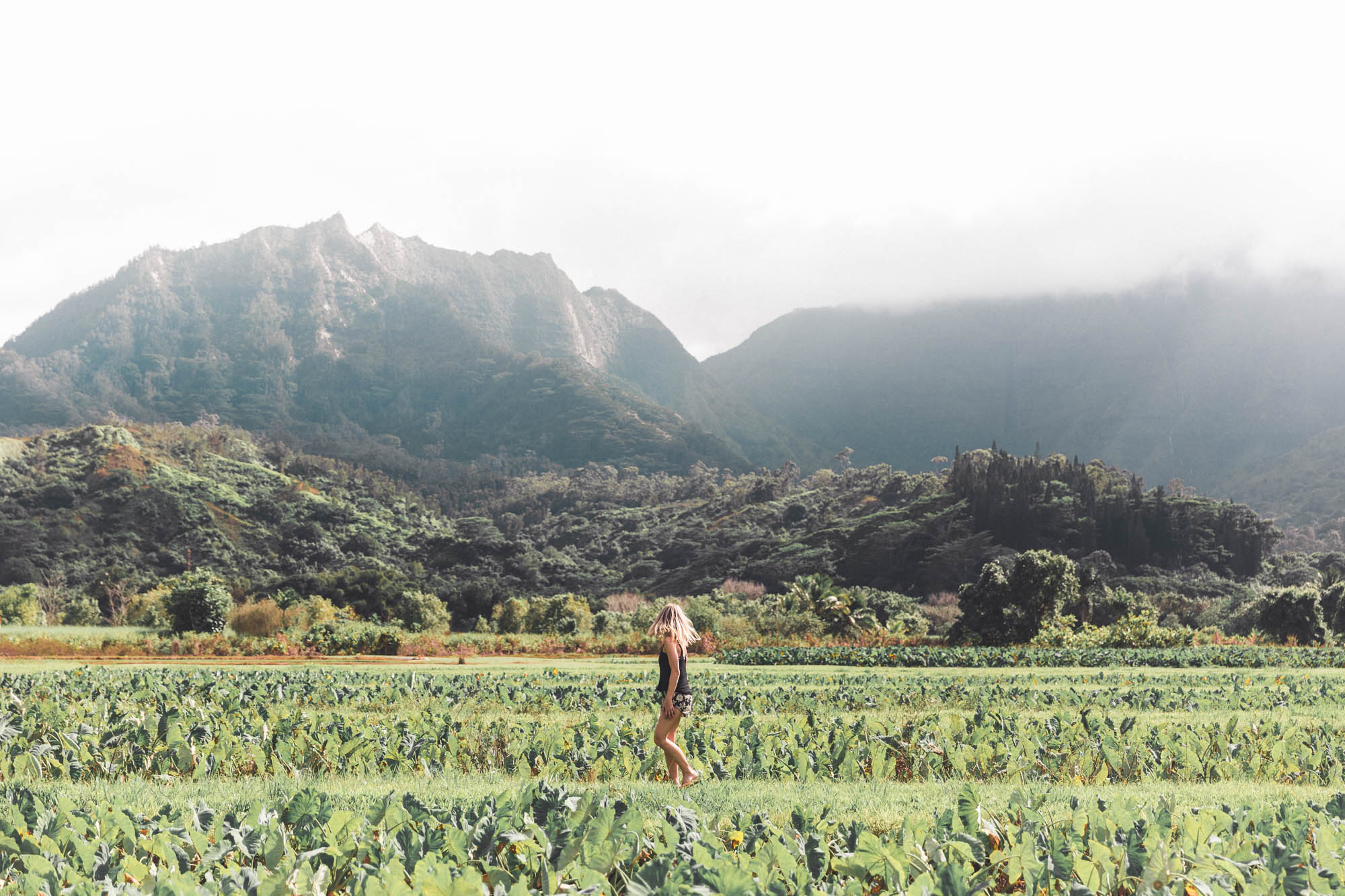 Taro Fields in Hanalei Hawaii Landscape Kauai Travel Guide via Find Us Lost