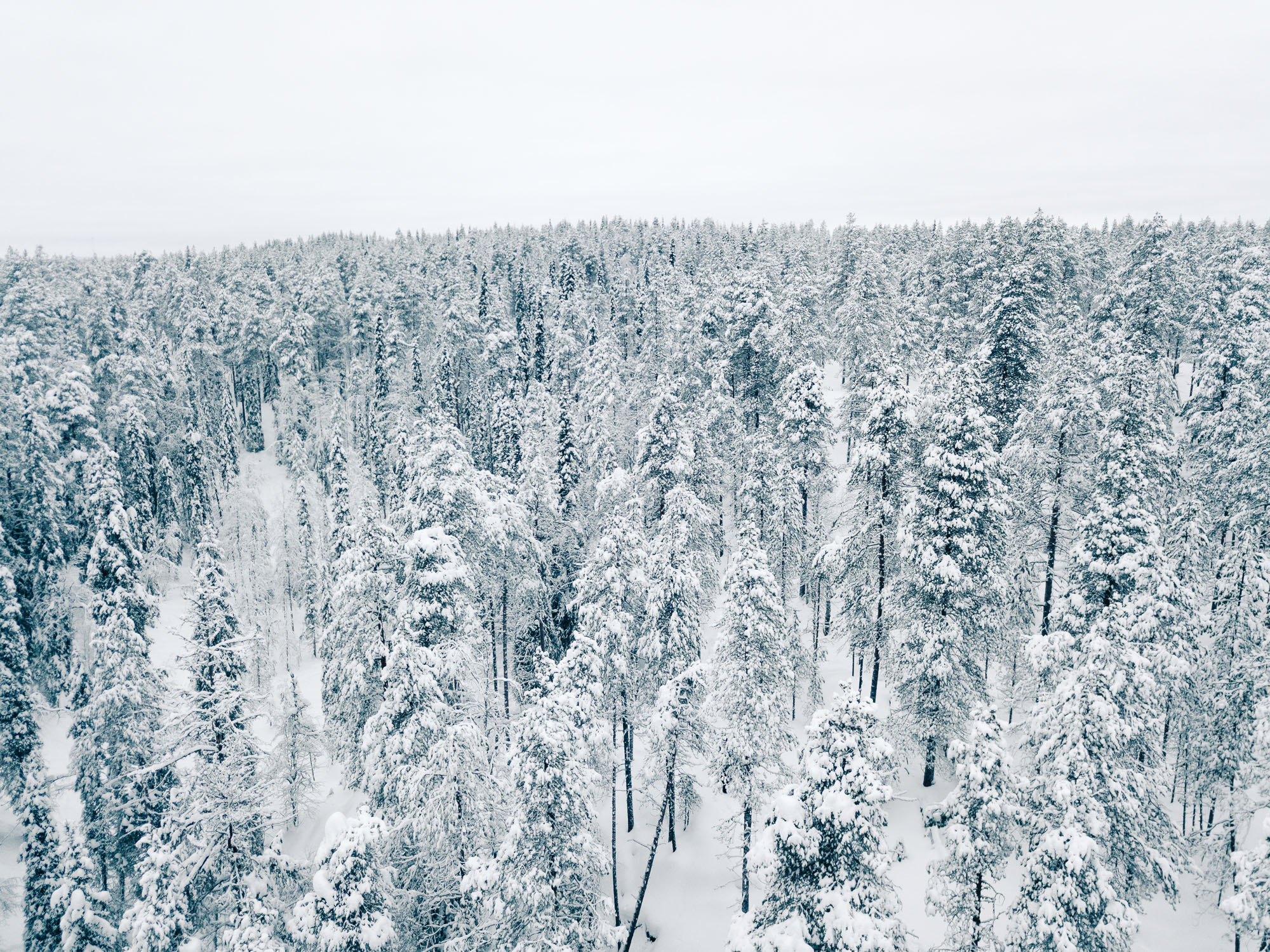 Snow-covered trees in Oulanka National Park in Finland