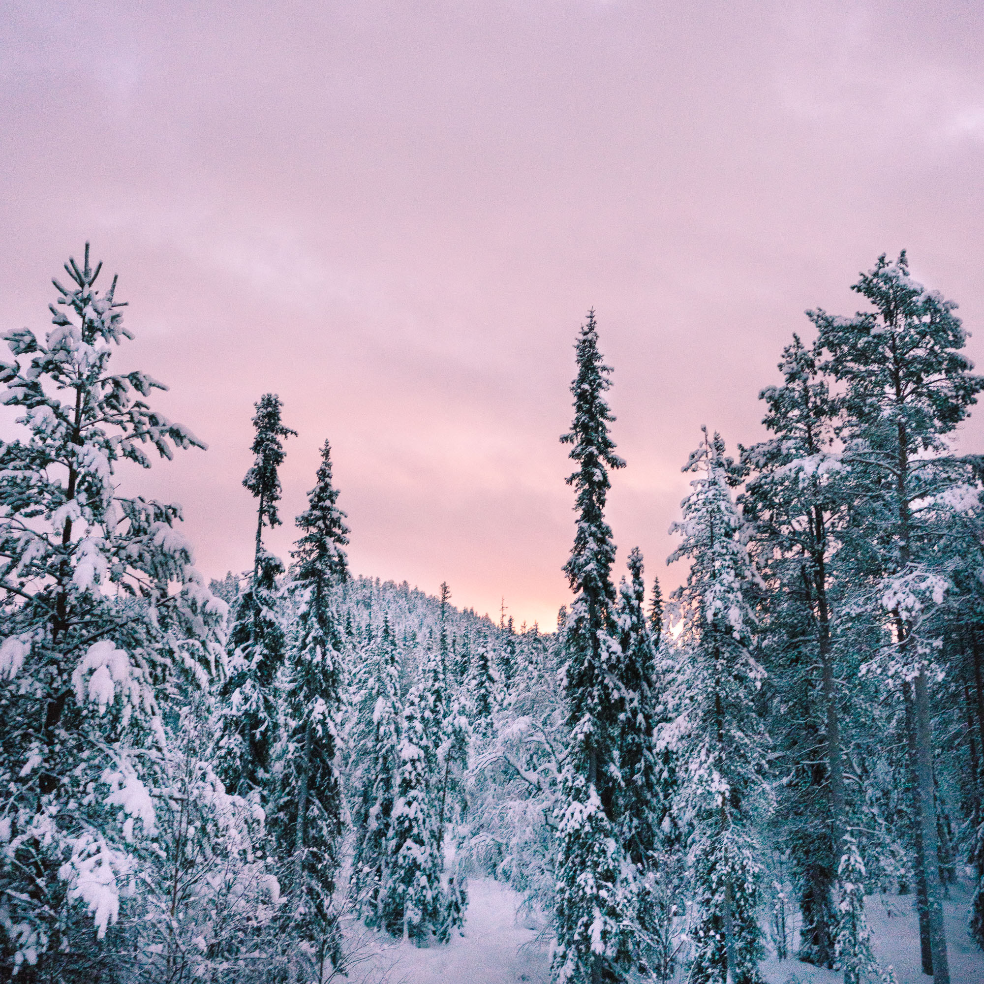 Snow-covered trees during sunset in Finland
