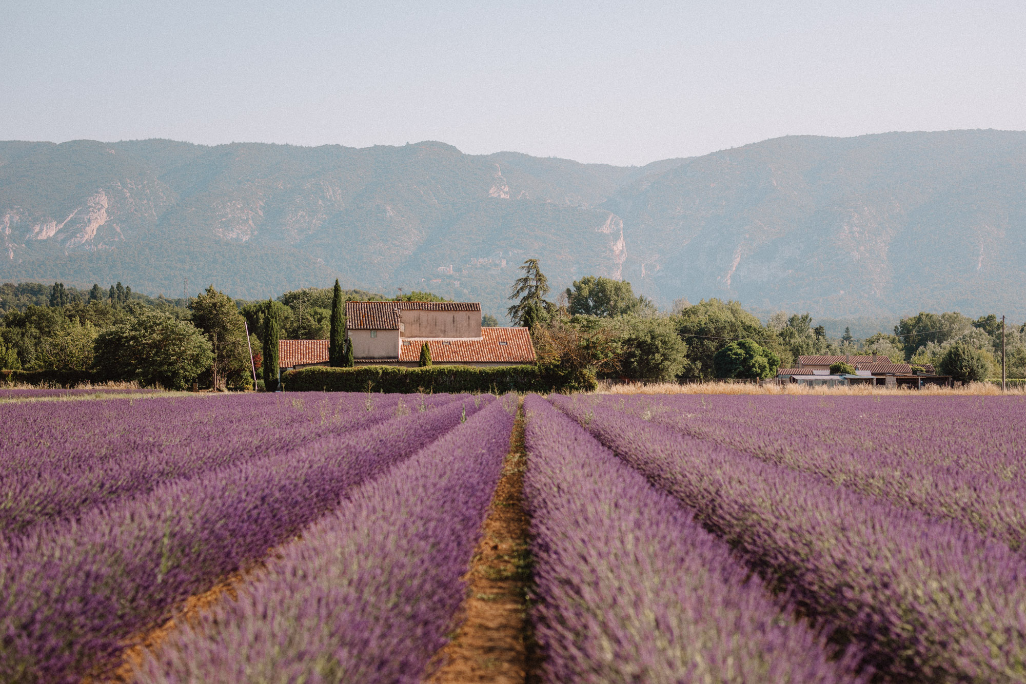 Lavender fields in Provence, South of France