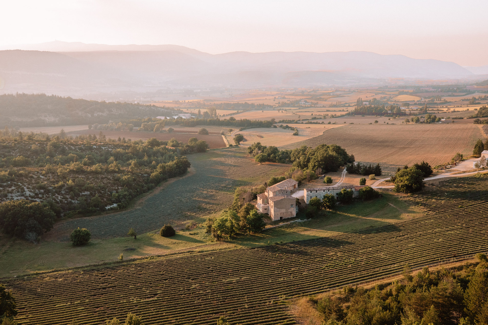 Vineyards near Sault in Provence, South of France