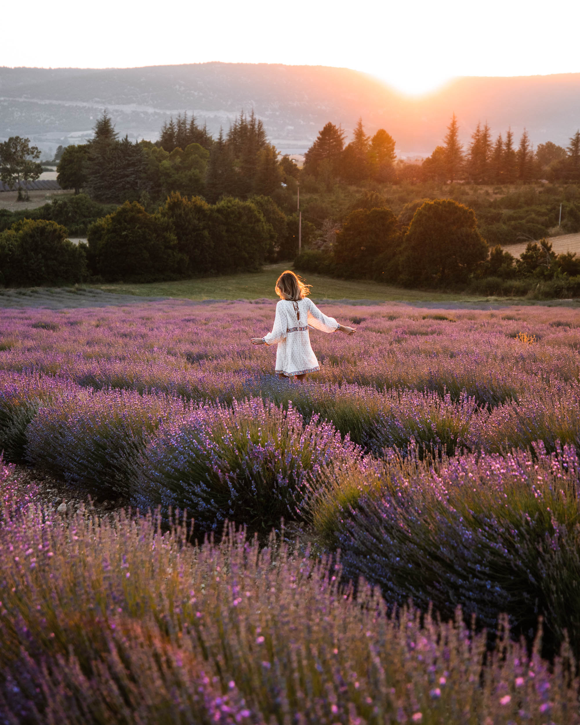 Lavender fields near Sault in Provence, South of France