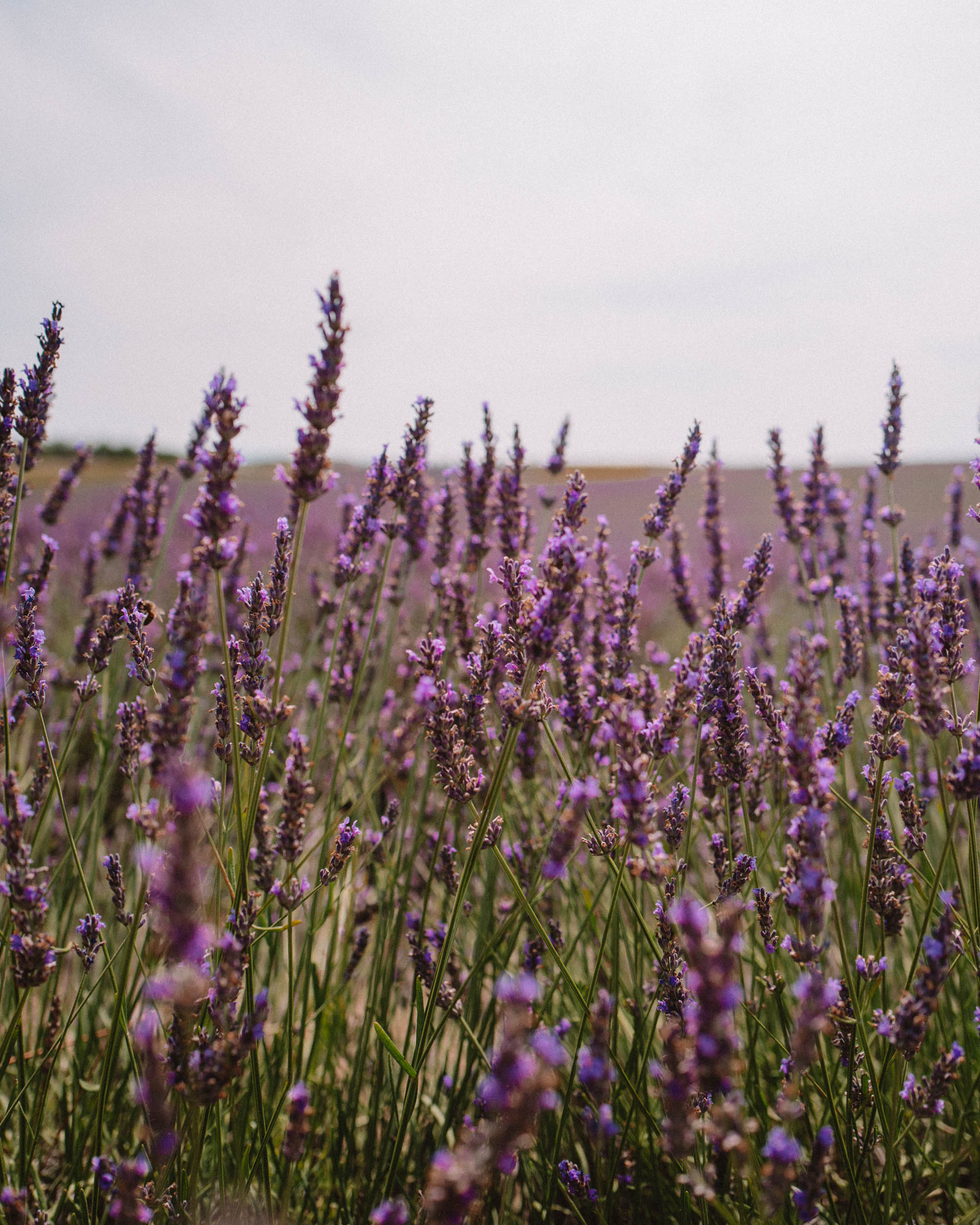 Lavender fields in Provence, South of France