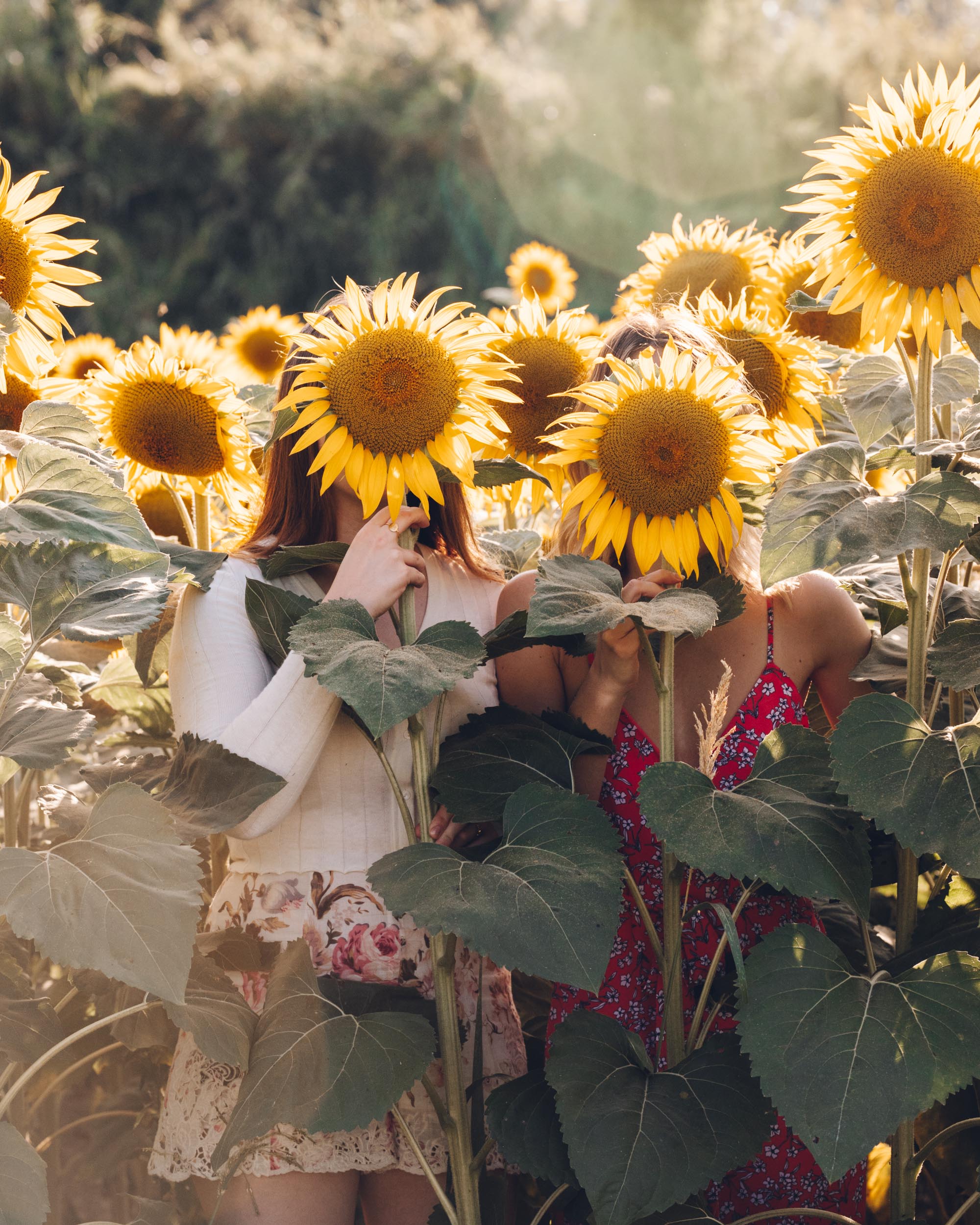 Sunflower field in Provence, South of France