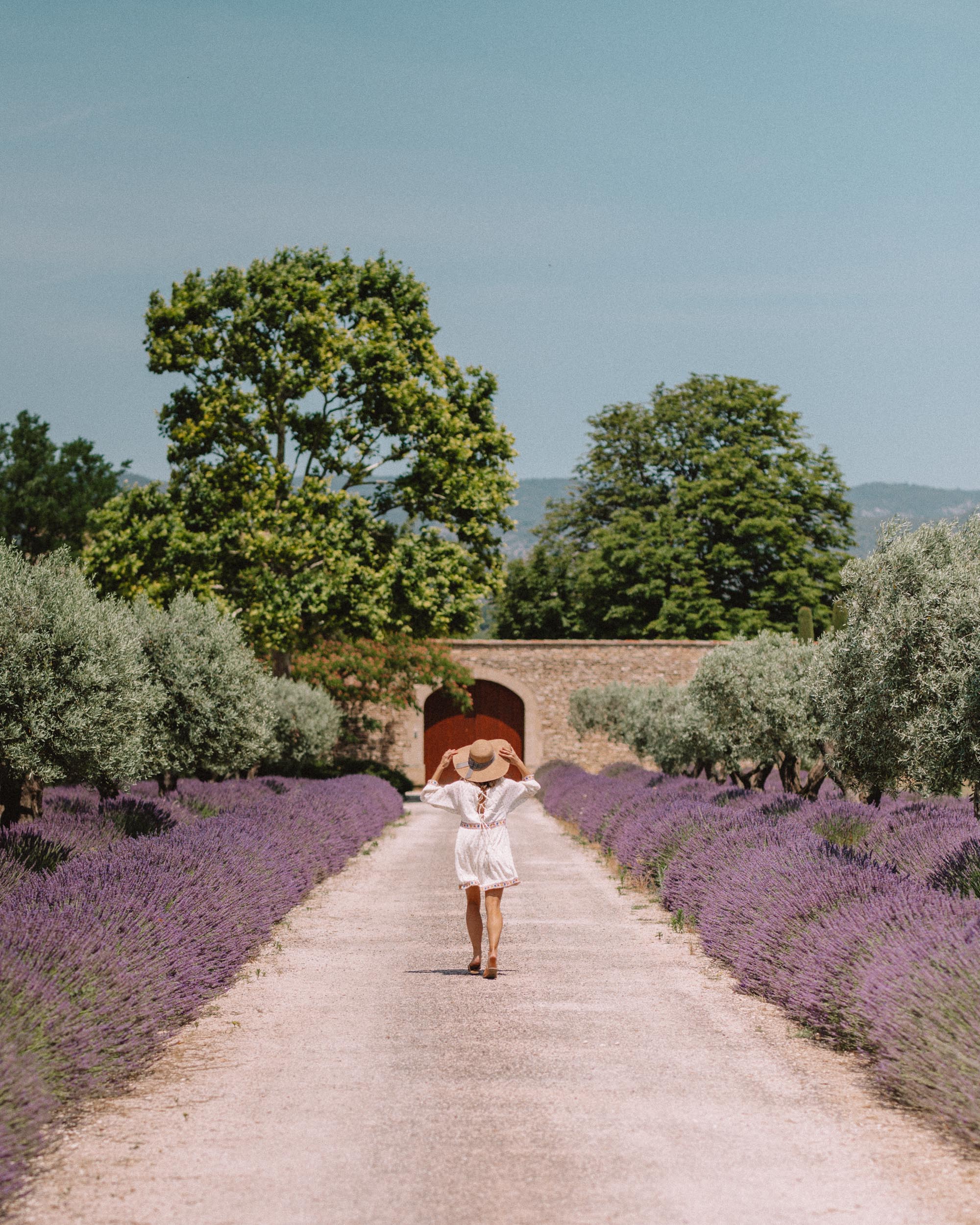 Lavender fields in Provence, South of France