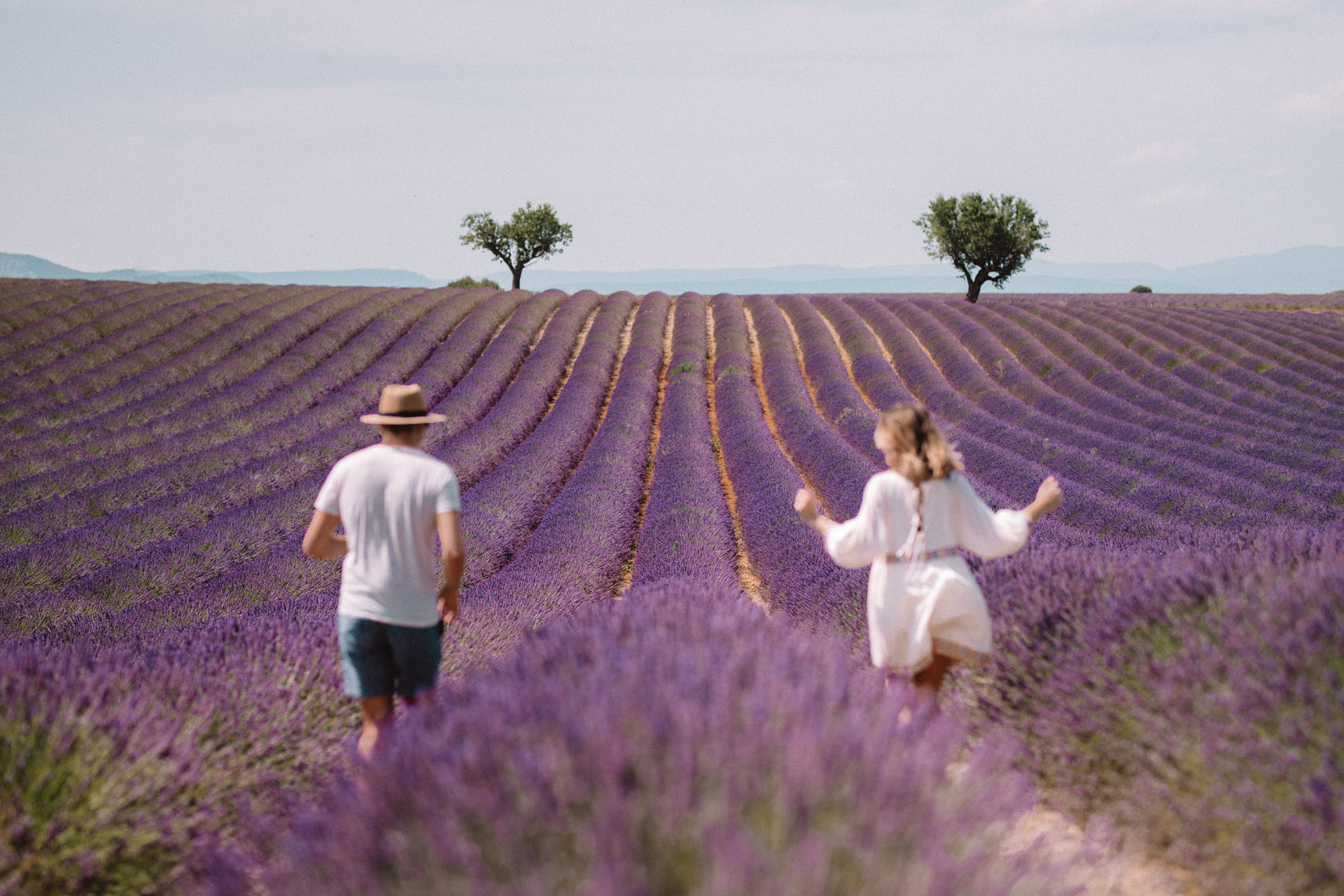 Valensole lavender field with one olive tree in Provence France