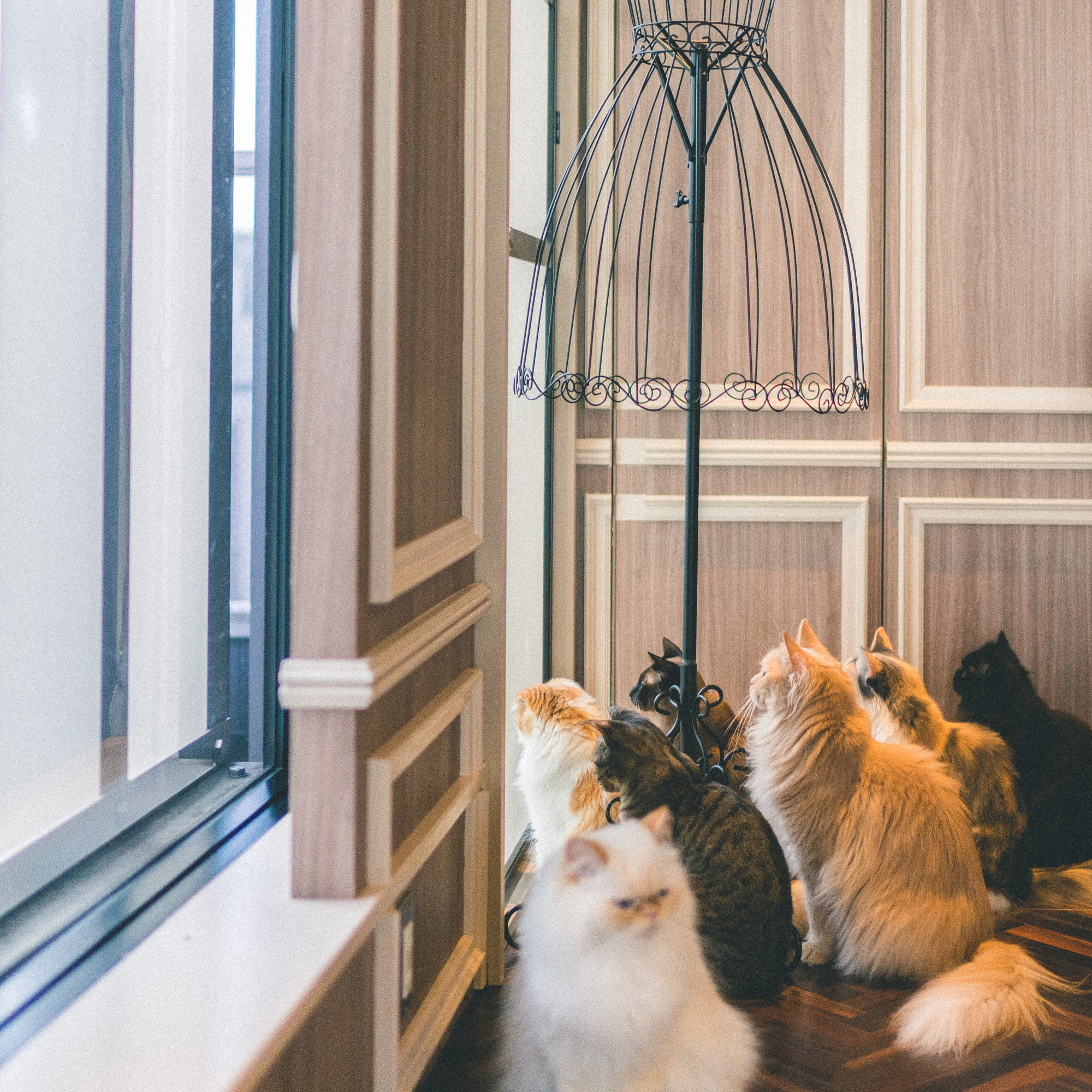 The Complete Tokyo Travel Guide | City Guides | Japan Travel Itinerary | Shinjuku Shibuya Harujuku Neighborhood Travel Tips | Cat Cafe Mocha