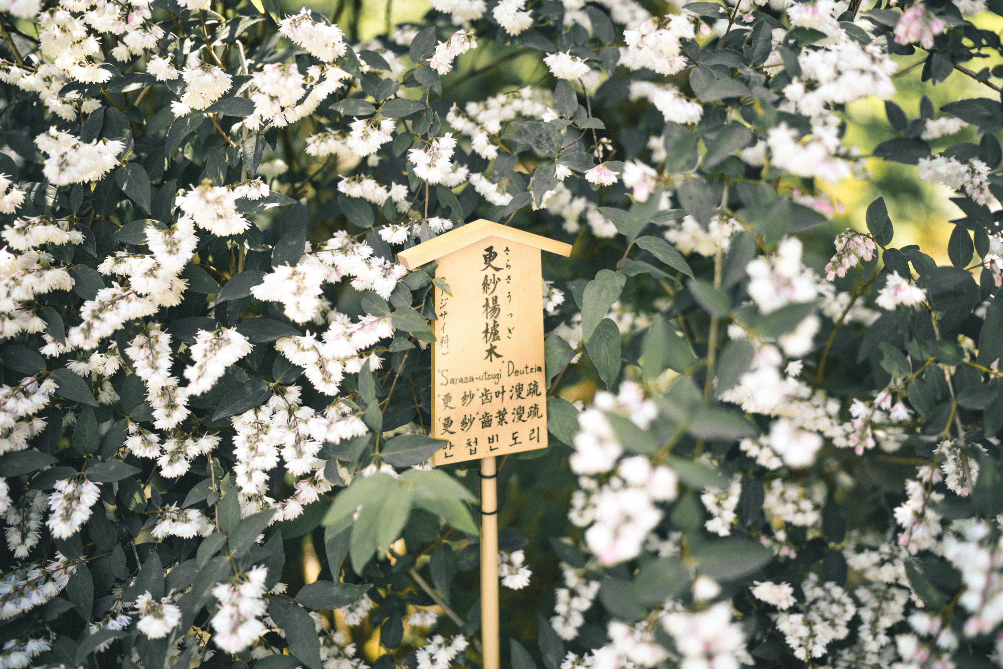 Philosopher's Path in Kyoto, Japan | 24 Hour Guide to Kyoto, Japan | 1 Day Guide Kyoto | Kyoto City Guide | Kyoto Travel Itinerary