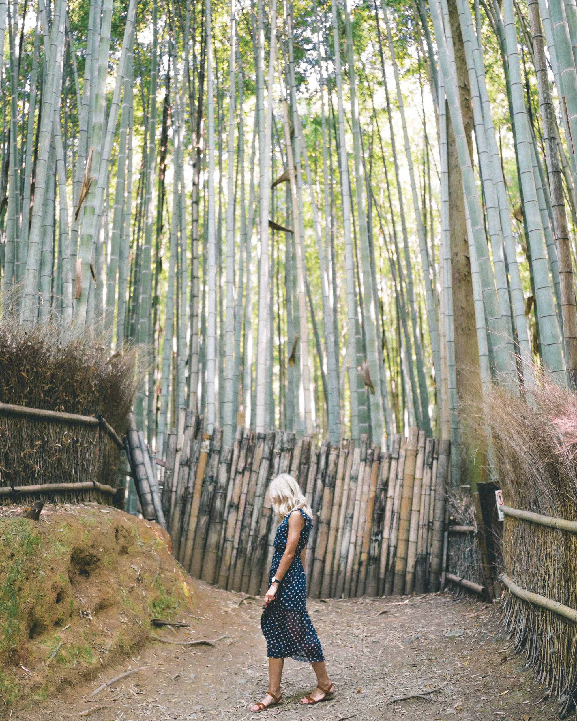 Arashiyama Bamboo Grove in Kyoto, Japan | 24 Hour Guide to Kyoto, Japan | 1 Day Guide Kyoto | Kyoto City Guide | Kyoto Travel Itinerary