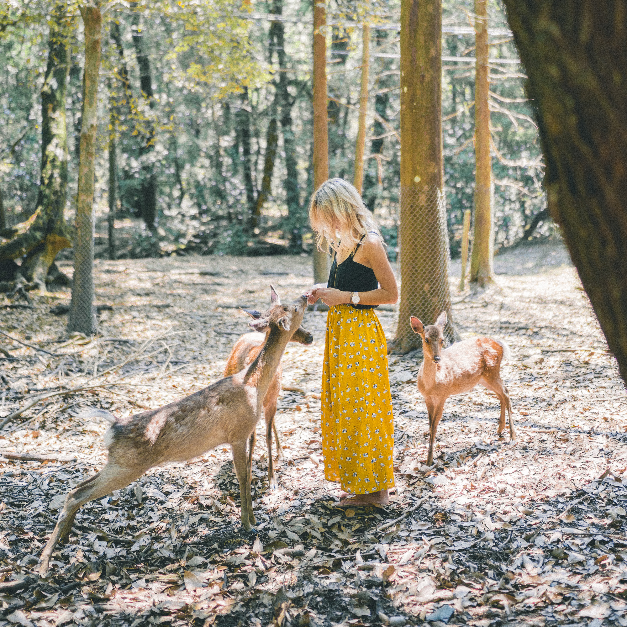 Nara Deer Park, day trip from Kyoto, Japan | 24 Hour Guide to Kyoto, Japan | 1 Day Guide Kyoto | Kyoto City Guide | Kyoto Travel Itinerary