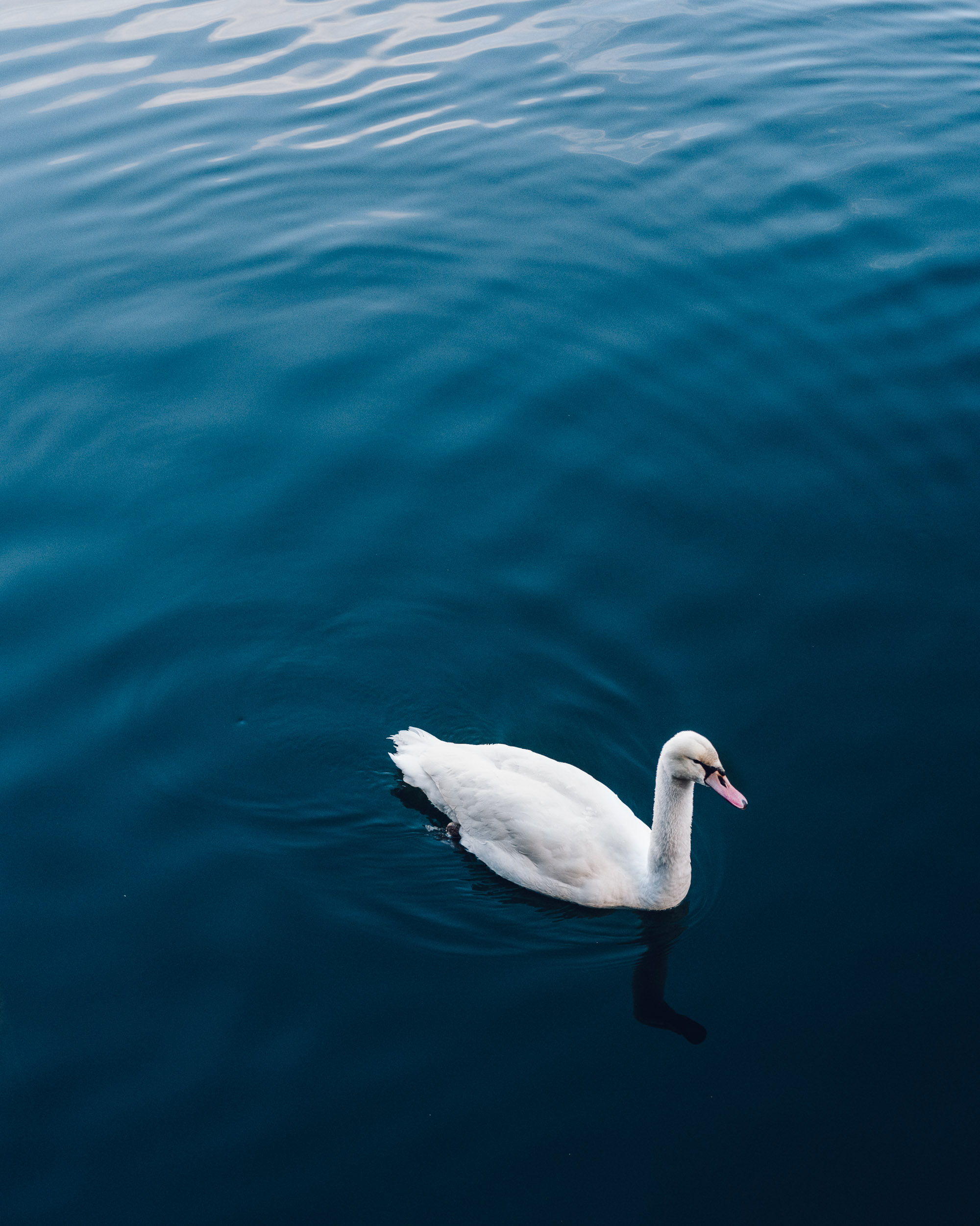 Swan at Lake Hallstatt in Austria during winter