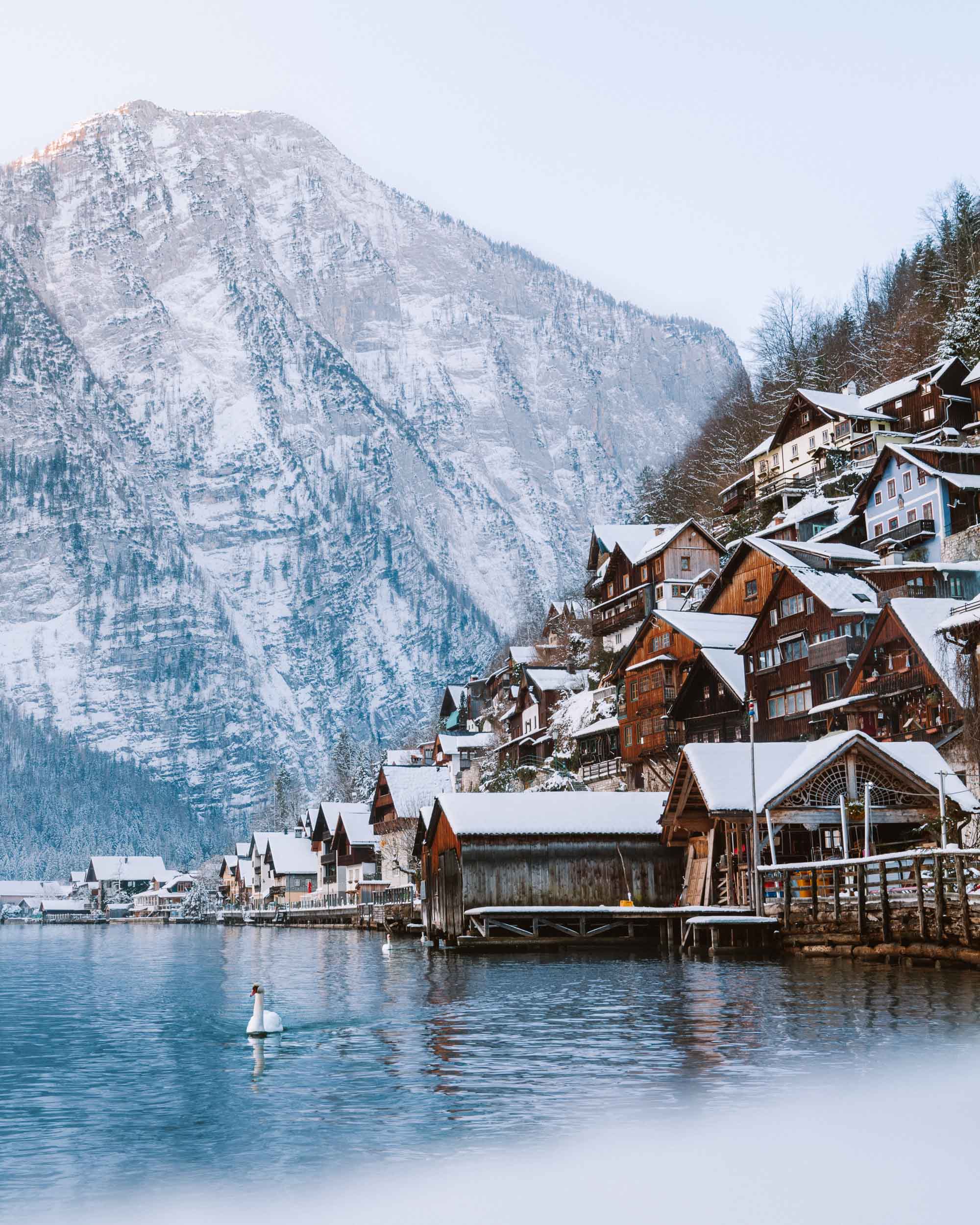 Houses on the mountain in Hallstatt Austria with swans in the lake